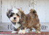 Shih Tzu For Sale Millersburg, OH Male- Tyson