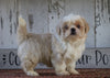 Shih Tzu For Sale Millersburg, OH Female- Princess