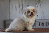 Shih Tzu For Sale Millersburg, OH Female- Princess