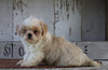 Shih Tzu For Sale Millersburg, OH Female- Princess