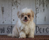 Shih Tzu For Sale Millersburg, OH Female- Princess
