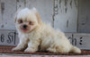 Shih Tzu For Sale Millersburg, OH Male- Cody