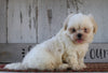 Shih Tzu For Sale Millersburg, OH Male- Cody