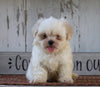 Shih Tzu For Sale Millersburg, OH Male- Cody