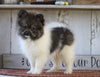 ACA Registered Pomeranian For Sale Millersburg, OH Male- Charles