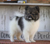 ACA Registered Pomeranian For Sale Millersburg, OH Male- Charles