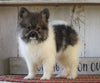 ACA Registered Pomeranian For Sale Millersburg, OH Male- Charles