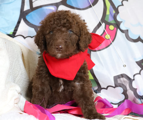 F1B Goldendoodle (Standard) For Sale Sugarcreek, OH Male- Sugar