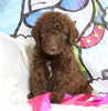 F1B Goldendoodle (Standard) For Sale Sugarcreek, OH Male- Sugar