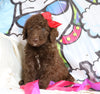 F1B Goldendoodle (Standard) For Sale Sugarcreek, OH Male- Sugar