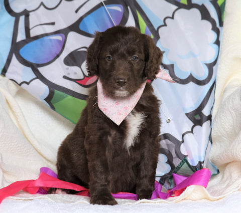 F1B Goldendoodle (Standard) For Sale Sugarcreek, OH Female- Jasmine