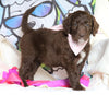 F1B Goldendoodle (Standard) For Sale Sugarcreek, OH Female- Jasmine