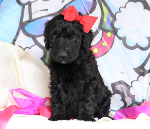 F1B Goldendoodle (Standard) For Sale Sugarcreek, OH Male- Blake