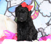 F1B Goldendoodle (Standard) For Sale Sugarcreek, OH Male- Blake