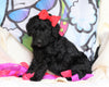 F1B Goldendoodle (Standard) For Sale Sugarcreek, OH Male- Blake