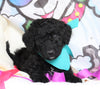 F1B Goldendoodle (Standard) For Sale Sugarcreek, OH Male- Arf