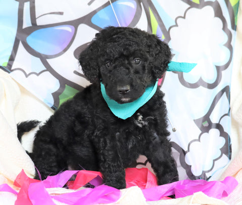 F1B Goldendoodle (Standard) For Sale Sugarcreek, OH Male- Arf