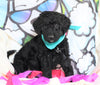 F1B Goldendoodle (Standard) For Sale Sugarcreek, OH Male- Arf