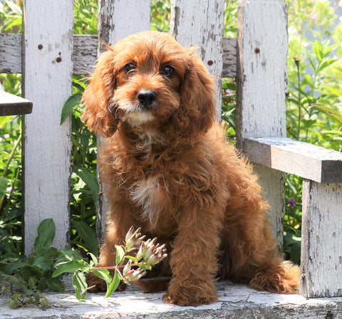 Cavapoo For Sale Sugarcreek, OH Female- Bella