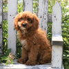 Cavapoo For Sale Sugarcreek, OH Female- Bella