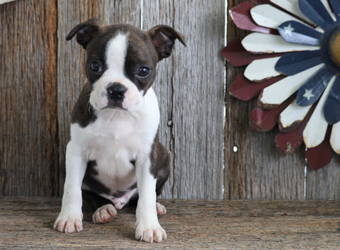 ACA Registered Boston Terrier For Sale Brinkhaven, OH Male- Corbin