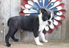 ACA Registered Boston Terrier For Sale Brinkhaven, OH Female- Cupcake