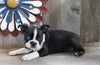 ACA Registered Boston Terrier For Sale Brinkhaven, OH Female- Cupcake