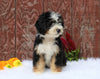 Mini Bernedoodle For Sale Fredericksburg, OH Male- Carter