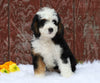 Mini Bernedoodle For Sale Fredericksburg, OH Male- Connor