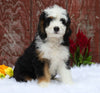 Mini Bernedoodle For Sale Fredericksburg, OH Male- Connor