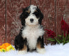 Mini Bernedoodle For Sale Fredericksburg, OH Female- Cora