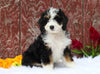 Mini Bernedoodle For Sale Fredericksburg, OH Female- Cora