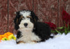 Mini Bernedoodle For Sale Fredericksburg, OH Male- Colton
