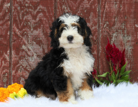 Mini Bernedoodle For Sale Fredericksburg, OH Male- Colton