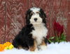 Mini Bernedoodle For Sale Fredericksburg, OH Male- Colton