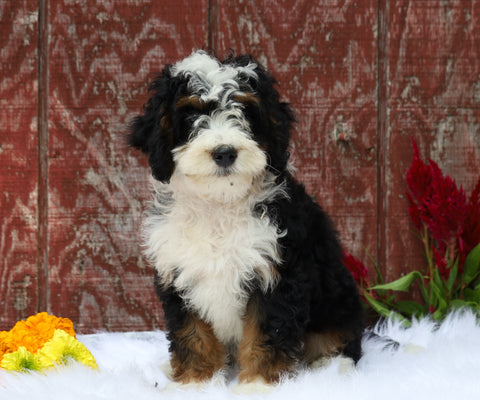 Mini Bernedoodle For Sale Fredericksburg, OH Male- Charles