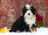 Mini Bernedoodle For Sale Fredericksburg, OH Male- Charles