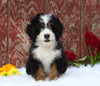 Mini Bernedoodle For Sale Fredericksburg, OH Female- Charlotte