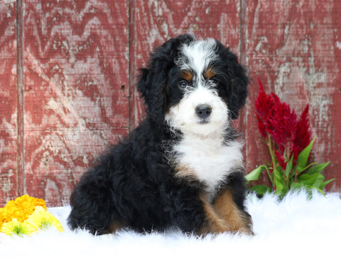 Mini Bernedoodle For Sale Fredericksburg, OH Female- Charlotte