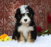 Mini Bernedoodle For Sale Fredericksburg, OH Male- Chance