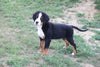 Bernese Mountain Dog For Sale Fredericksburg, OH Male- Nicky