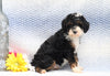 F1B Mini Aussiedoodle For Sale Holmesville, OH Male- Parker