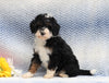 F1B Mini Aussiedoodle For Sale Holmesville, OH Male- Parker