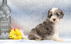 F1B Mini Aussiedoodle For Sale Holmesville, OH Female- Kylie