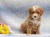 F1B Mini Aussiedoodle For Sale Holmesville, OH Female- Dixie