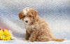 F1B Mini Aussiedoodle For Sale Holmesville, OH Female- Dixie