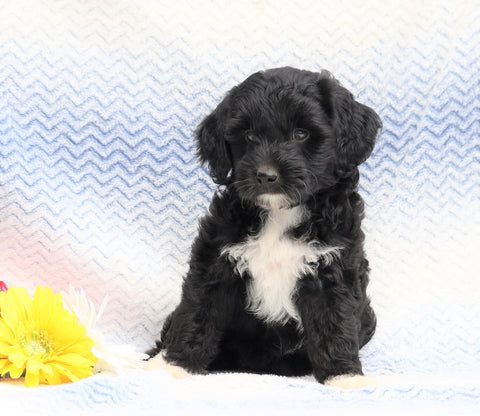 F1B Mini Aussiedoodle For Sale Holmesville, OH Female- Chloe