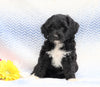 F1B Mini Aussiedoodle For Sale Holmesville, OH Female- Chloe