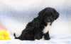F1B Mini Aussiedoodle For Sale Holmesville, OH Female- Chloe