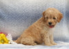 F1B Mini Aussiedoodle For Sale Holmesville, OH Male- Connor